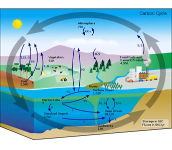 Siklus Karbon Pengertian Sumber Fungsi Proses Dan Permasalahannya