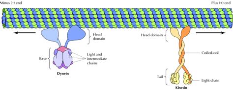 Microtubules by Jessica Belliveau - OpenWetWare