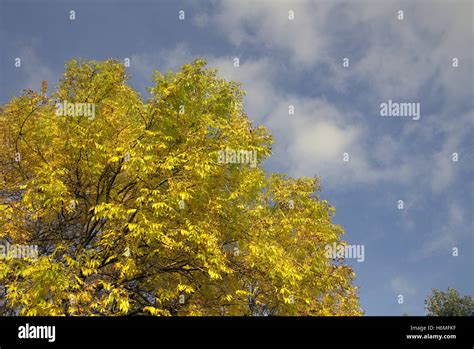 Autumn Season With Trees And Gold With Nature And Leaves Hi Res Stock