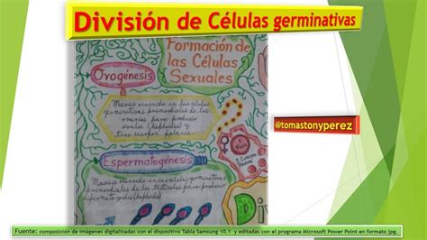 Enseñanza De La Biología Division Celular Mitosis Cómo Enseñar