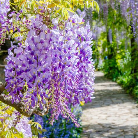 Wisteria Tree: Plant Care & Growing Guide | Farm Plastic Supply