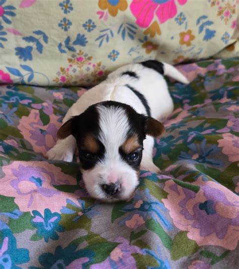 American Biewers Biewer Terrier Puppies For Sale In Clarkrange Tn