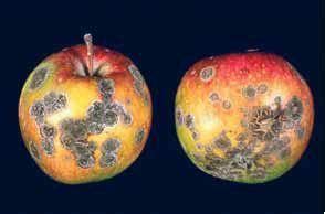 Apple Tree Scab Disease