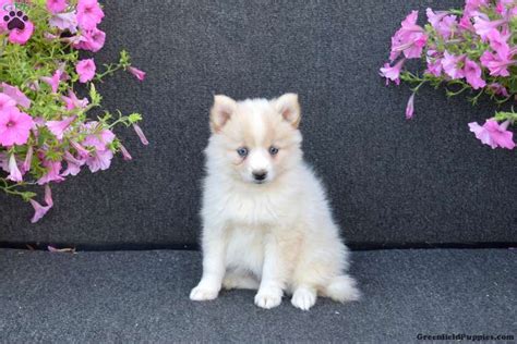 Janet Pomsky Puppy For Sale In Pennsylvania