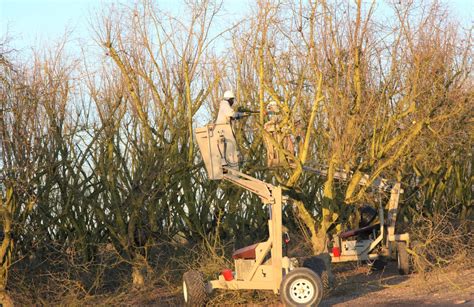 Training And Pruning Basics For Hazelnut Trees West Coast Nut