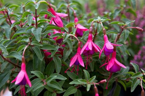 How To Grow Fuchsias Bbc Gardeners World Magazine