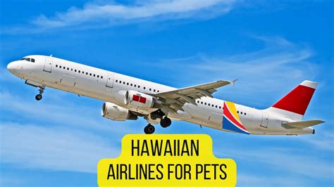 16 Airlines That Allow Snub Nosed Dogs 2022 Guide Dogs Travel Guide