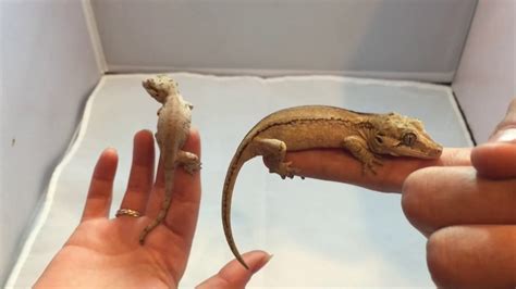 Gecko Morphs Hybrid Gargoyle Gecko Youtube