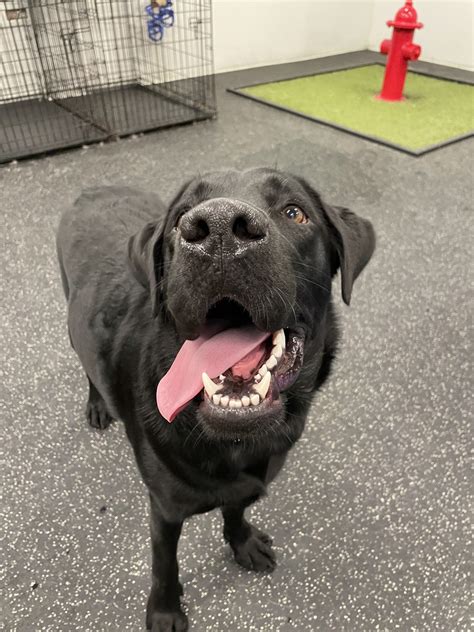 Paws And Play: Inside A Typical Day At Dogtopia Of New Orleans 3