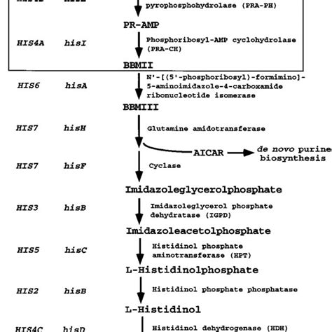 His Biosynthetic Pathway The Pathway Starts With Prpp And Atp As The