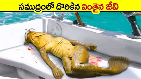 వతన జవ Real Life Mermaid Sightings From History deep sea