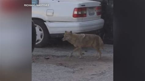 Pet owners warned of dangers during coyote mating season - ABC7 Chicago