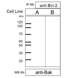 solved      human cell lines cell  cheggcom