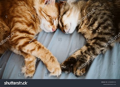 Two Cats Sleeping