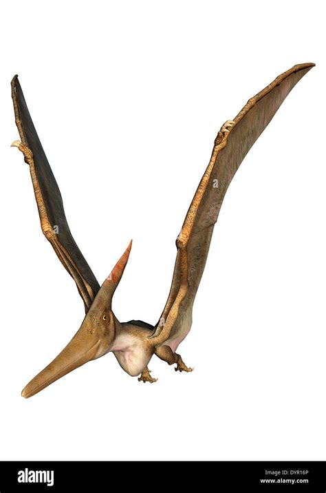 3D Digital Render Of A Prehistoric Flying Reptile Pteranodon Isolated