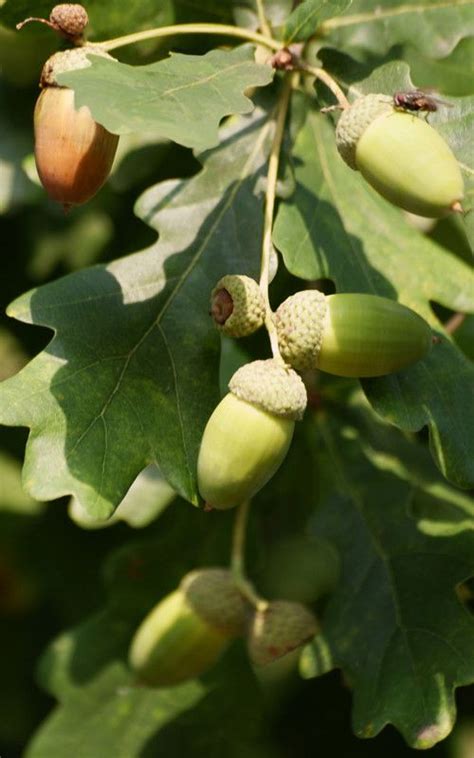 Árbol Roble Común Quercus Robur Características Y Usos Arbol De