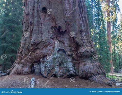 Rbol De La Secoya Gigante Imagen De Archivo Imagen De California