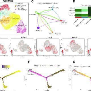 Epithelial Cell Clusters Cell Cell Communication And Pseudotime