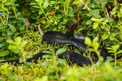 Black snake viper stock photo. Image of green, animal - 45172460