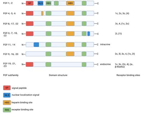 Frontiers Fibroblast Growth Factor 21 Fgf21 Analogs As Possible