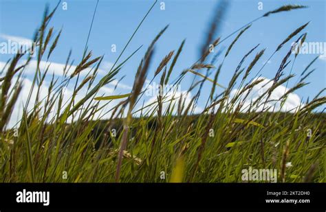 Argentina tierra del fuego wildlife Stock Videos & Footage - HD and 4K Video Clips - Alamy