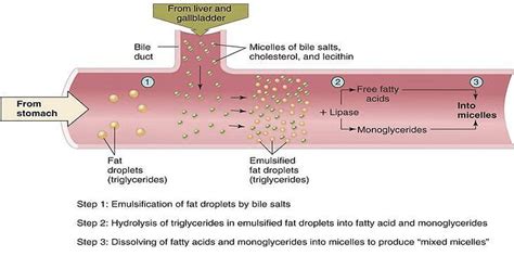 The Science Of Healthy Fats Ketoschool