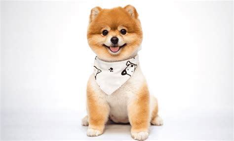 6 Best Haircuts for Pomeranians - PomsCare