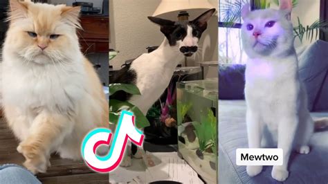 Funny Cats 😼😹 Tiktok Compilation Youtube