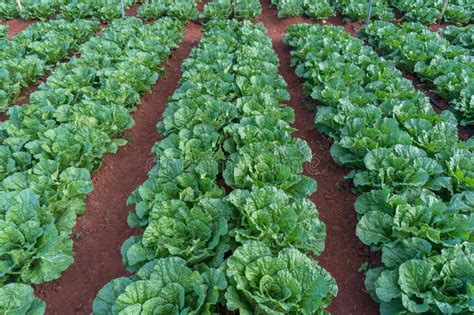 10 Feb 2017 Dalat The Cabbages In DonDuong Lamdong Vietnam Stock