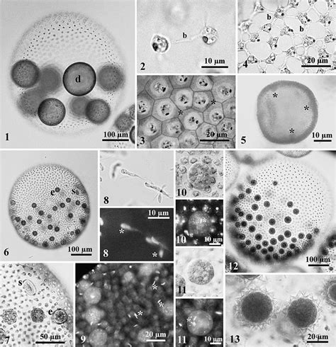 Volvox Capensis Rich And Pocock From Montana Usa Strain M1 2 Fig 1 Download Scientific