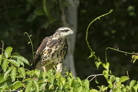 Pantanal birds | Focusing on Wildlife