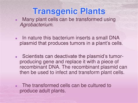 Genetic Engineering Ppt Download