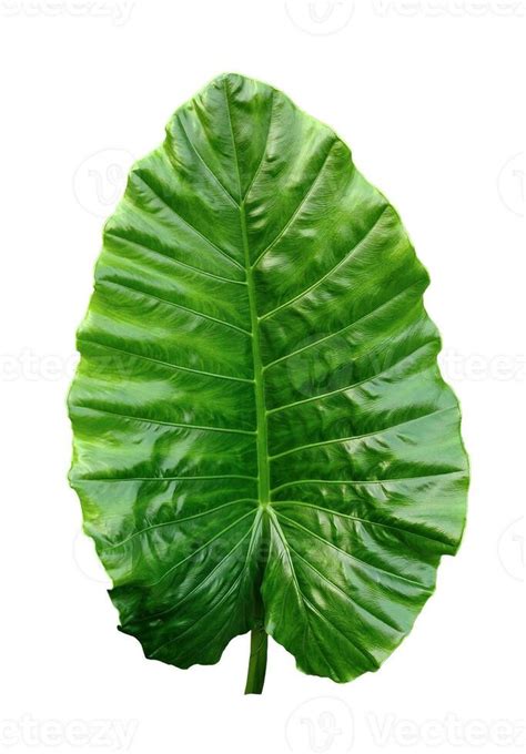 Green Raw Leaves Kochu Pata Green Thankuni Leaves Plant Green Leaf