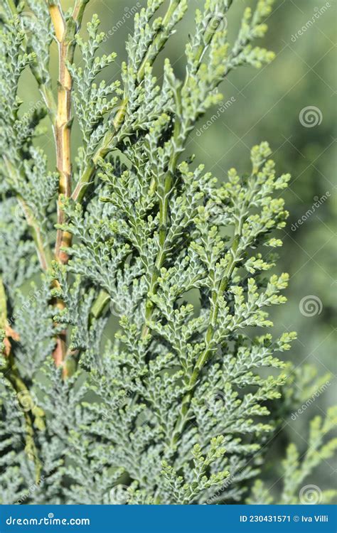 Lawsons Cypress Columnaris Stock Image Image Of Gray 230431571