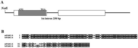 Structure Of Mouse Pam14 Genomic Dna And Protein Sequence Similarity Of