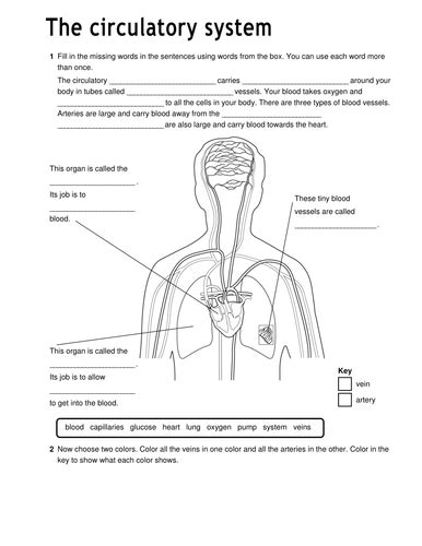 34 Circulatory System Worksheet High School Support Worksheet