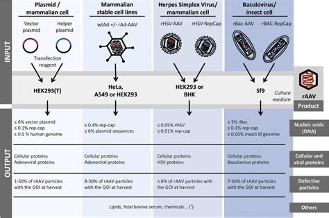 Pharmacology Of Recombinant Adeno Associated Virus Production Molecular Therapy Methods