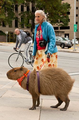 Capybara With Human