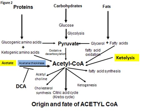 Figure 2 Sources And Fate Of Active Acetate Acetyl Coa Acetyl Coa Is Produced During