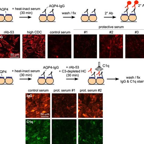 Heterogeneity In Complement Dependent Cytotoxicity Cdc Produced By