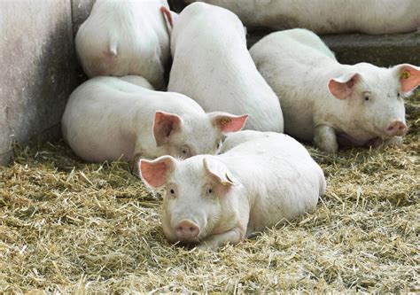 Feeding pigs | Agriculture and Food