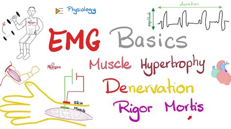 Electromyography EMG Basics Muscle Hypertrophy Denervation Rigor