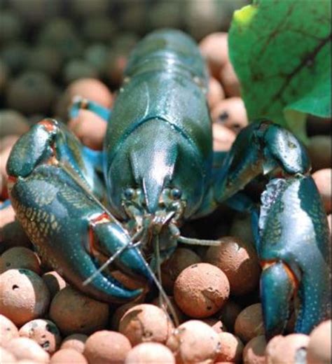 Choisir son espèce de poisson pour l aquaponie Aquaponie France L