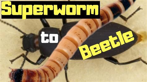 Superworms To Beetles How To Turn A Superworm Into A Superworm