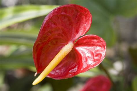 Anthurium Planter Et Entretenir Ooreka