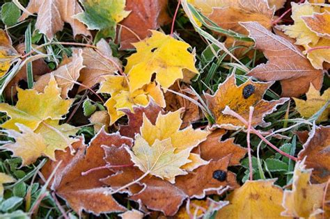 Premium Photo Frosty Autumn Leaves