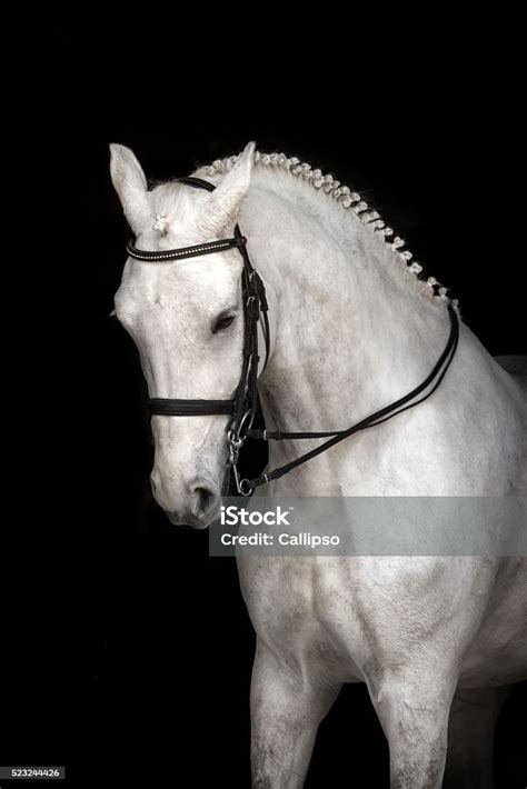 White Horse Dressage Stock Photo - Download Image Now - Animal, Animal ...