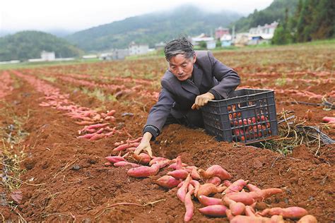 富良棚乡：种植红薯获丰收 拓宽村民致富路医药医改频道东方养生