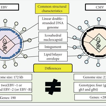 Structural characteristics of CMV and EBV. | Download Scientific Diagram