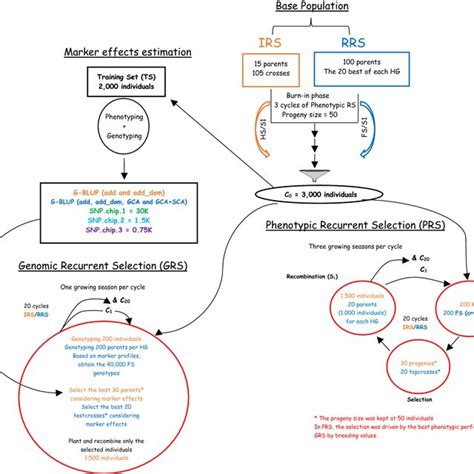 Schematic Representation Of The Recurrent Selection Breeding Schemes